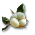 cotton.png